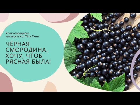 Видео: 921. Черная смородина. Хочу чтоб рясная была.