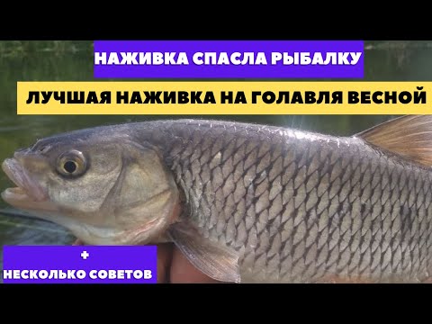 Видео: Рыбалка весной на голавля Лучшая наживка на голавля весной! Поклевки "Отдай Удочку".