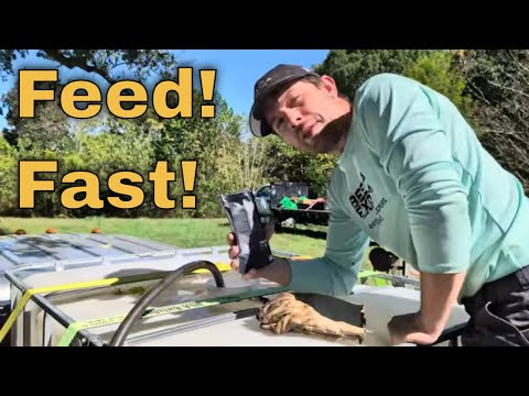 Видео: Советы по подкормке пчел «зимним» сиропом, которые должен знать пчеловод