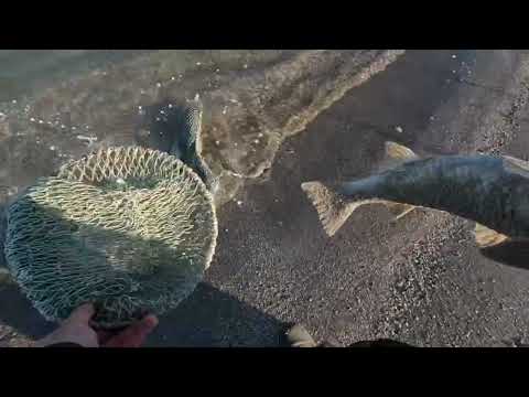 Видео: Пиленгас, рыбалка 01.06.2025