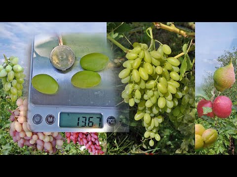 Видео: @Виноград Столетие, виноград США  Отзыв винограде 2020
