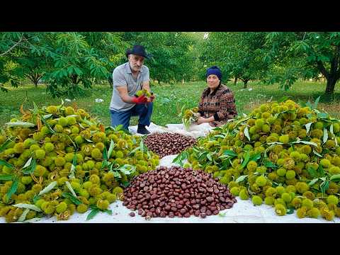 Видео: Пожилая пара собрала 100 кг урожая каштанов в горных лесах