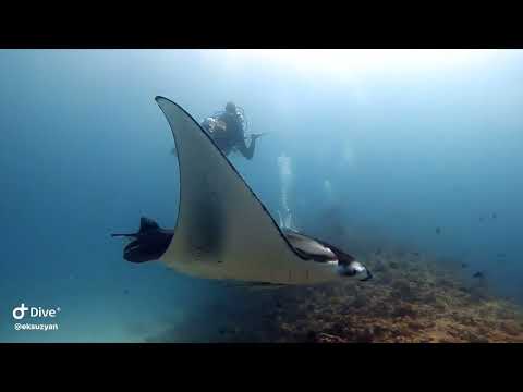 Видео: Мальдивы 2025. Дайвинг тур на остров Расду(Rasdhoo). 4 часть.