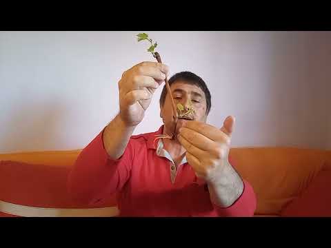 Видео: Как да си вкореним лозови пръчки и пръчки от малини VID 20240415 131244