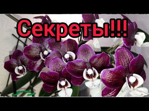 Видео: Орхидея Каода Твинкл. Особенности ухода/Полка для орхидей/ Осмокот/ Профилактика вредителей.