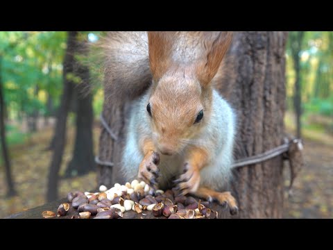 Видео: Незнакомая взрослая белка / An unfamiliar adult squirrel