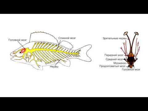 Видео: Надкласс Рыбы. Строение
