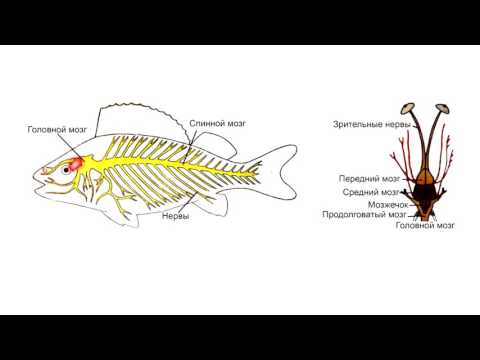 Видео: Надкласс Рыбы. Строение