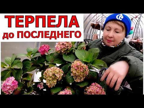 Видео: Я в роли отстающего. Два проверенных способа зимовки теплолюбивых фуксий, гортензий