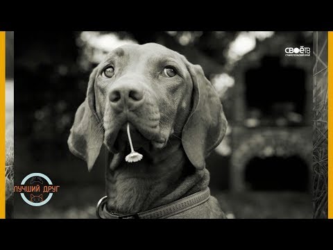 Видео: Лучший друг. Выпуск 6. Венгерская Выжла