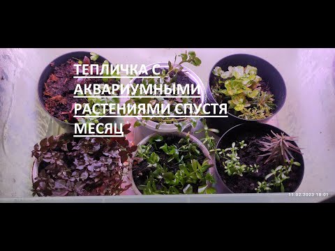 Видео: Тепличка с аквариумными растениями спустя месяц