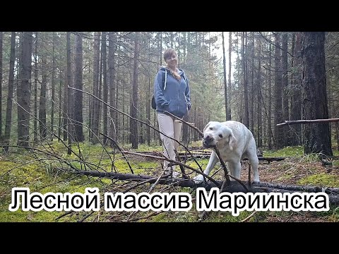 Видео: Лесной массив Мариинска