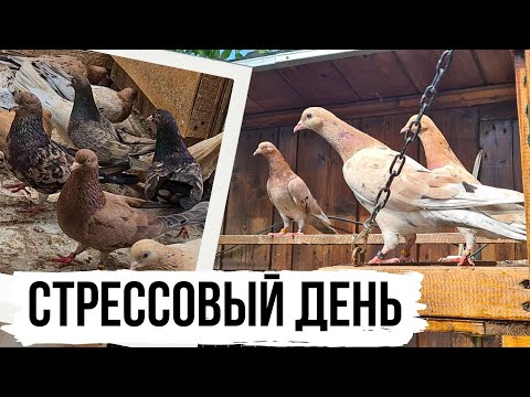 Видео: ХИЩНИКИ НЕ ДАЮТ ПОКОЯ! 🤬 Бакинские мраморные бойные голуби | 2025 | Almond pigeons | Baku highflyers
