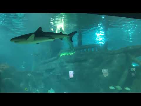 Видео: Sochi Discovery World Aquarium - большой Сочинский океанариум, русалки часть 2