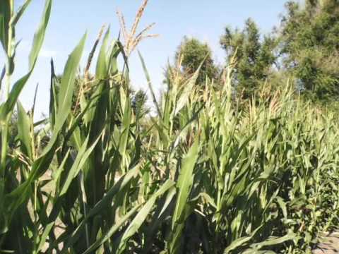 Видео: Табак - сорта,пасынки,болезни.