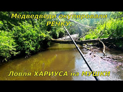 Видео: Ловля ХАРИУСА/Рыбалка-Медвежий РАЙ/Сказали вода мутная ,не берет рыба!Наловили,засолили, да еще как!