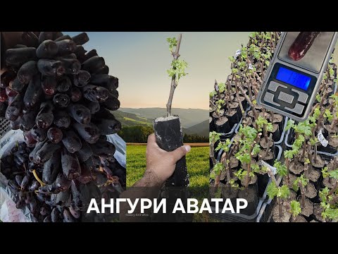 Видео: Ангури Аватар  дар Моҳи март