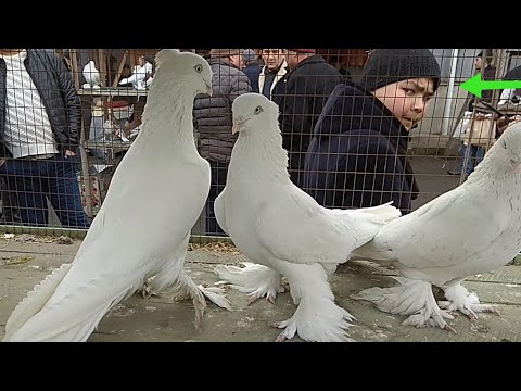 Видео: АНДИЖОН СОЙ КАБУТАР БОЗОР видео давомида такла дамкратлик петла бор