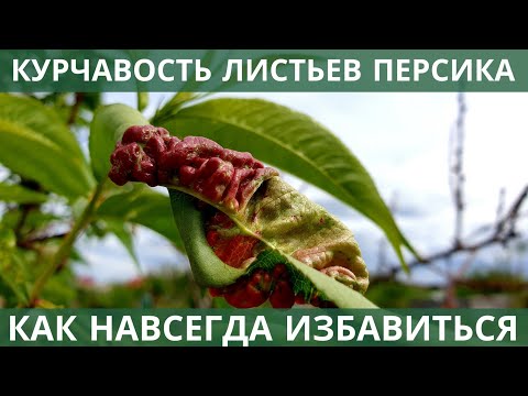 Видео: Как избавиться от курчавости персика + СХЕМА ОБРАБОТОК!!!