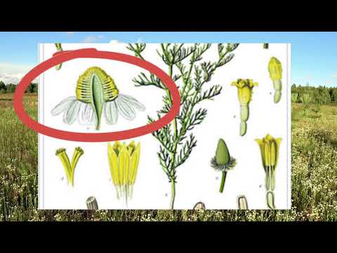 Видео: Тайны лечебной ромашки