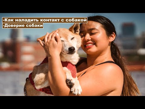 Видео: Как научить собаку доверять хозяину.