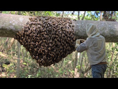 Видео: Охота на диких пчел с целью их разведения — одна ошибка, и они исчезнут