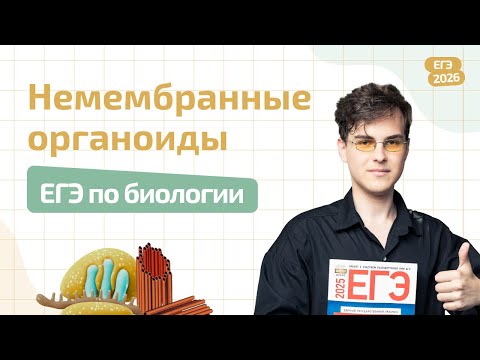 Видео: НЕМЕМБРАННЫЕ ОРГАНОИДЫ | СТРОЕНИЕ КЛЕТКИ | ЕГЭ ПО БИОЛОГИИ