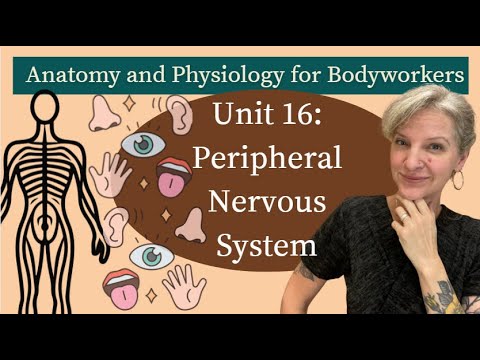 Видео: Модуль 16: Периферическая нервная система | Подготовка к MBLEx