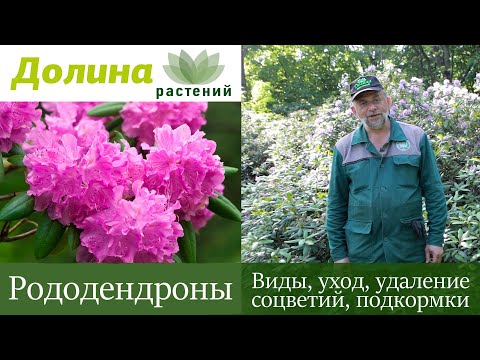 Видео: РОДОДЕНДРОНЫ — как посадить/обрезать, чем подкормить, как размножать и ухаживать? Советы дендролога.