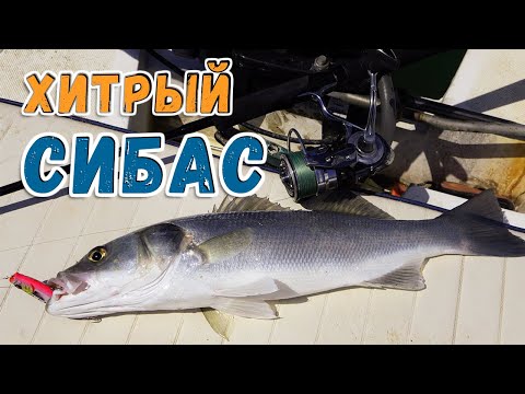 Видео: Как и где ловить СИБАСА ( Лаврака )