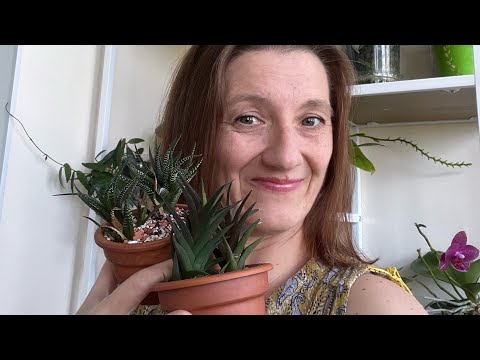 Видео: НОВЫЕ РАСТЕНИЯ🔥Эксперимент с пересадкой: получится ли вырастить хавортию?
