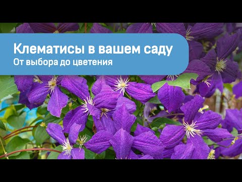 Видео: Клематисы в вашем саду. От выбора до цветения.