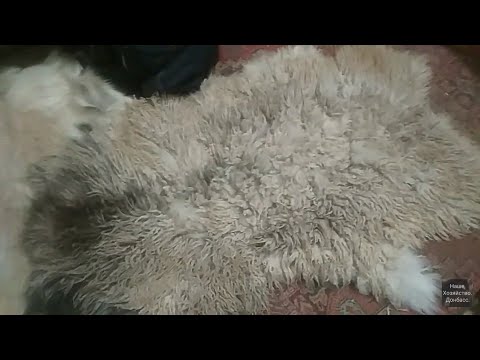Видео: Вычинка овечьей шкуры, часть2.