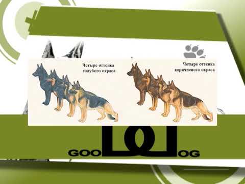 Видео: ОКРАСЫ немецких овчарок. Часть 1