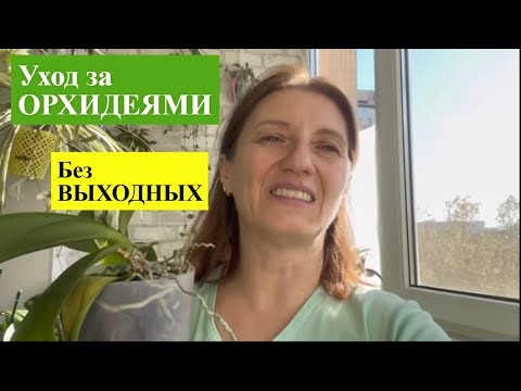 Видео: ПОЛИВ ОРХИДЕЙ с ВКУСНОЙ ДОБАВКОЙ для ШИКАРНОГО ЦВЕТЕНИЯ