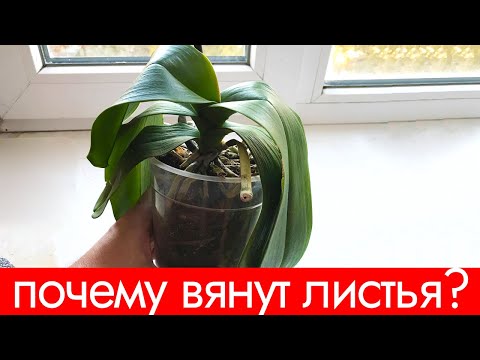Видео: Почему у ОРХИДЕИ ВЯНУТ ЛИСТЬЯ и теряется ТУРГОР?   7 Главных Причин!
