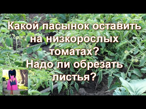 Видео: Век живи-век учись! Нужно ли пасынковать низкорослые томаты, обрывать листья. Какой пасынок оставить