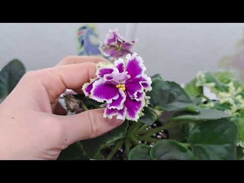 Видео: Обзор фиалок на стеллаже за 4 ноября