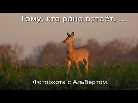 Видео: Фотоохота с Альбертом. Тому, кто рано встаёт, ...