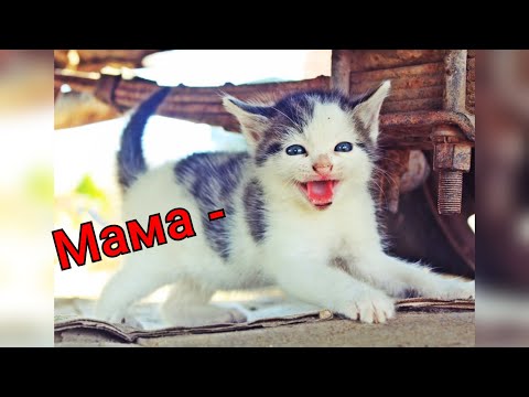 Видео: Говорящие коты! Лучшая подборка №23