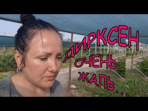 Видео: Ежевика Дирксен. Очень жаль, что придется расстаться!