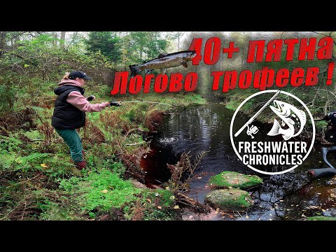 Видео: ФОРЕЛЬ НА КАЖДОМ ЗАБРОСЕ! Нарвались на раздачу с женой! Ловля форели на ультралайт на лесном ручье!