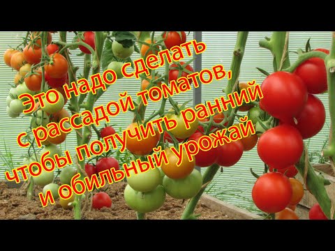 Видео: Это надо сделать с рассадой томатов, чтобы получить ранний и обильный урожай