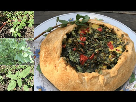 Видео: Съедобные огородные СОРНЯКИ в июле: сбор и приготовление