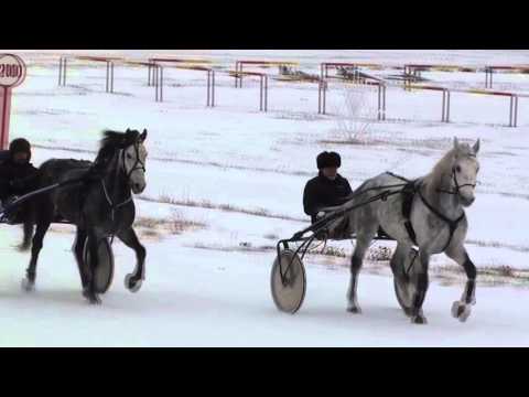 Видео: Международные бега "Иноходцев". Петропавловск vs. Челябинск. Курган 28.11.2015г.