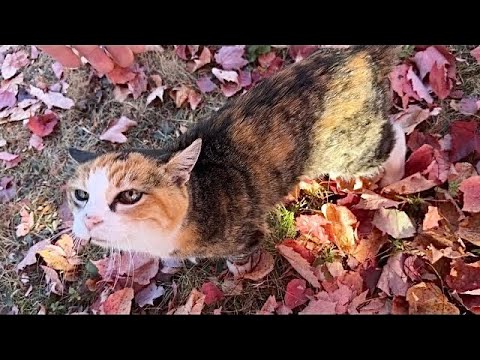 Видео: Мисс Маффи — суперстаршая кошка 😸 наслаждается пребыванием на свежем воздухе с хозяйкой