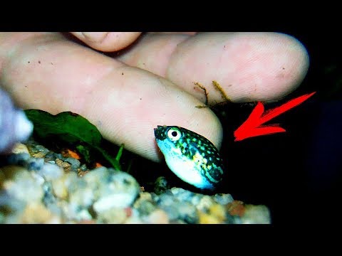 Видео: Видали! Вот это рыба! Мощный истребитель улиток