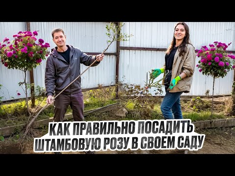 Видео: ПОСАДКА ШТАМБОВОЙ РОЗЫ|ЛУЧШИЙ СПОСОБ|СПРАВИТСЯ ДАЖЕ НОВИЧЕК