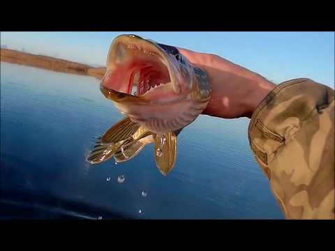 Видео: Ловля щуки на спиннинг / C&R / "Черные камни-2" / Ноябрь 2017 г.
