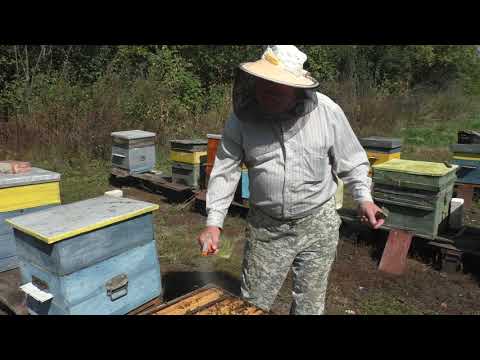 Видео: Наращивание пчёл в зиму без стимуляции.